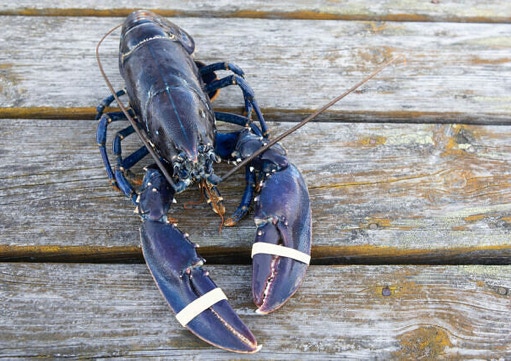 Blå hummer