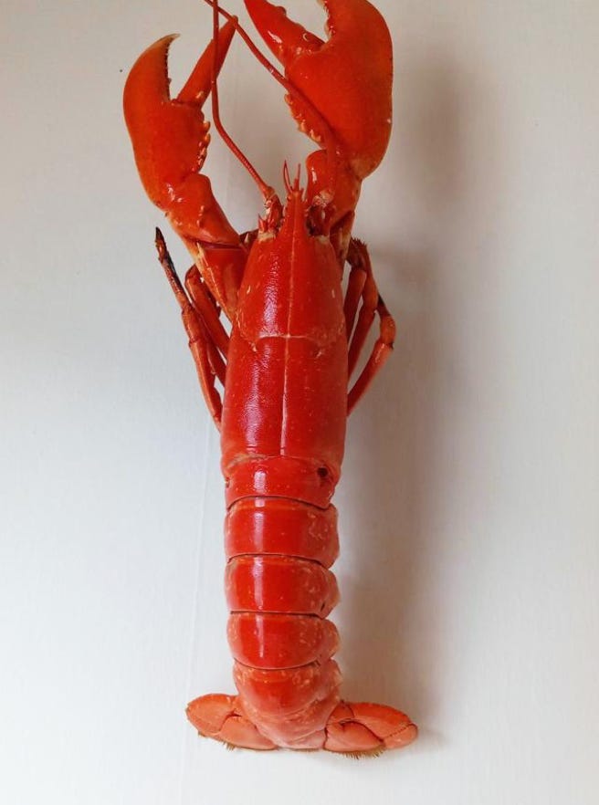 kokt hummer